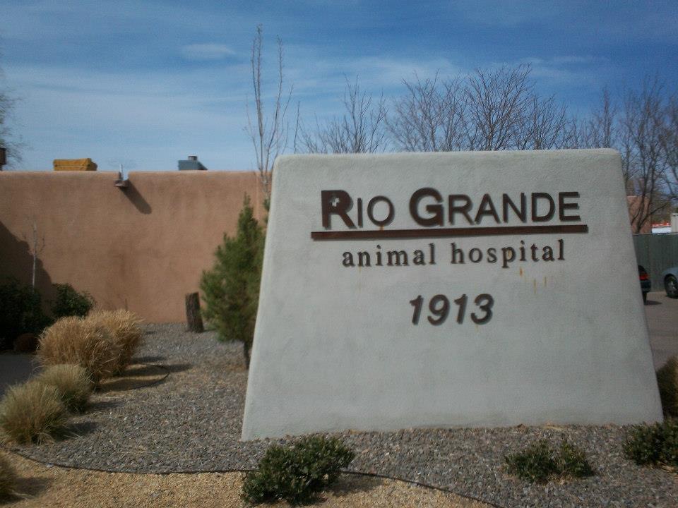 Veterinarian in Albuquerque, NM